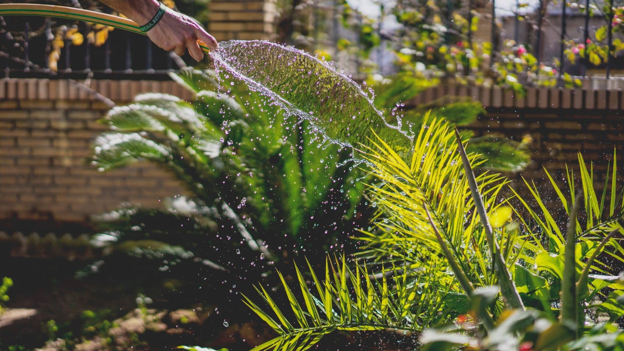 Cuál-es-la-mejor-hora-para-regar-las-plantas-scaled